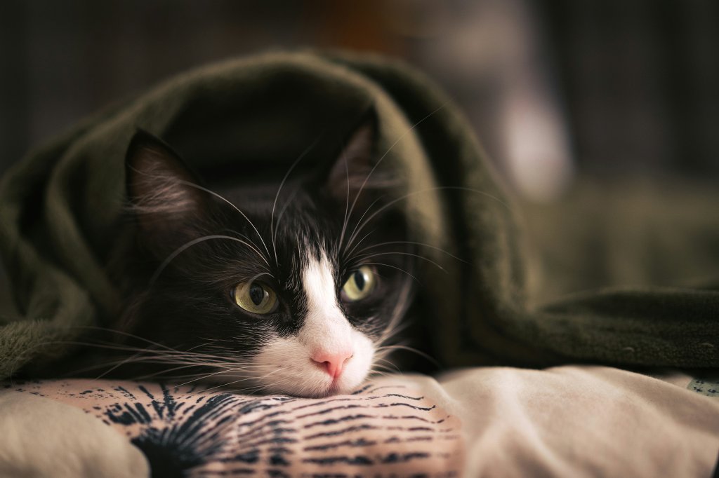 Black and white cat cuddled under a green blanket.